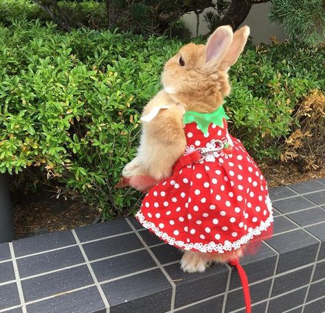 Animales Cute, Strawberry Dress, Cute Bunnies, Baby Bunnies, Little Animals, Cute Creatures, Cute Pets, Cute Little Animals, 귀여운 동물