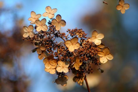 Changing the look of your yard or giving your hydrangeas more space to grow is simple with these steps from English Gardens. Transplanting Hydrangeas, Propagating Hydrangeas, Hydrangea Season, Hydrangea Seeds, Hydrangea Wallpaper, Christmas Cactus Plant, Deer Resistant Perennials, Hd Flower Wallpaper, Making Plant Pots