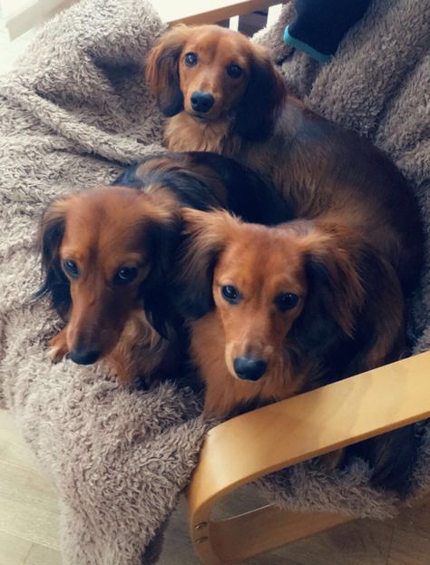 Red miniature long haired dachshunds Shaded Red Long Haired Dachshund, Daushund Puppies, Long Haired Miniature Dachshund, Best Apartment Dogs, Dachshund Miniature, Dachshund Breed, Apartment Dogs, Clever Dog, Weiner Dogs