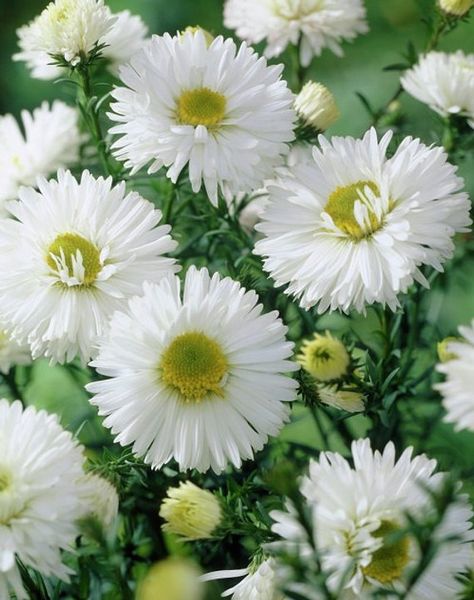 50+  Beautiful white daisies cover Aster Alpinus early in the season. They are ideal for containers and rock gardens, and they are considered to be easy to establish from Aster flower seed. Aster Alpinus tends to be short-lived; however, it will freely sow its own flower seed if the spent blooms are not deadheaded. Unlike many Aster species, the delicate, pastel daisies of Alpine Aster bloom in late spring and summer. This unusually cold tolerant perennial is native across Canada and Alaska. The Van Zyverden, Summer Bulbs, Perennial Bulbs, Sun Loving Plants, Aster Flower, Sun Perennials, Moon Garden, White Gardens, Flowers Perennials