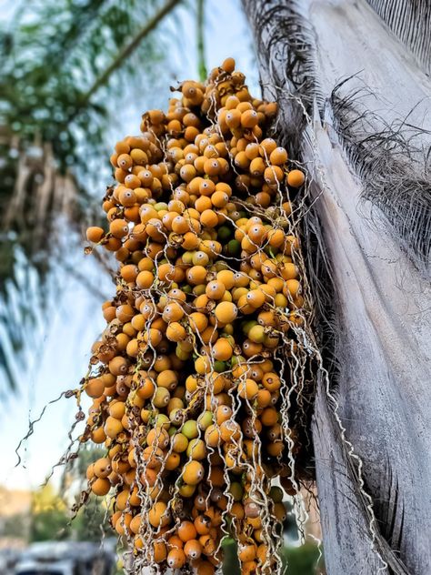 Pindo Palm, Fruit Nutrition, Tree Stem, Tree Pruning, Sustainable Agriculture, How To Grow Taller, Organic Fertilizer, Exotic Fruit, Tropical Fruits