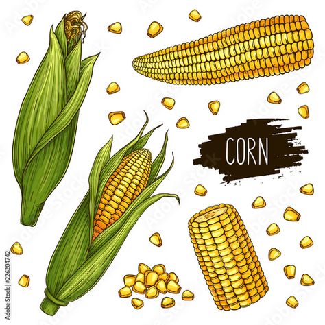 Corn In A Cup, Menu Poster, Corn Grain, Alphabet Crafts, Corn Husk, Poster Banner, Roasted Corn, Vector Sketch, Corn On Cob