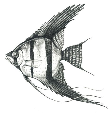 Angel Fish Illustration, Angel Fish Drawing, Angelfish Drawing, Freshwater Angelfish, Mental Crisis, June Bujo, Arte Zombie, Her Tattoo, Fish Drawing