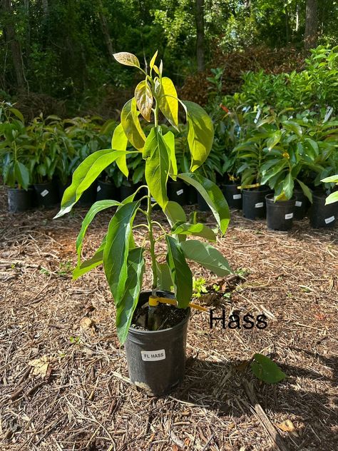 Hass Avocado Tree, Avocado Trees, Avocado Tree, Garden Plants, Soil, Outdoor Gardens, Avocado, Trees, Display Homes