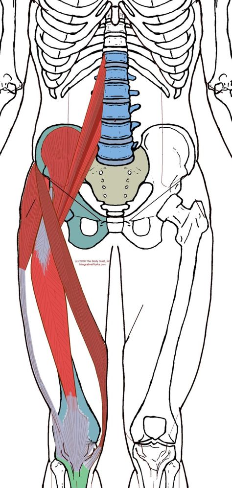 Self Care - Kneeling Stretch for Hip Flexors - Integrative Works Kneeling Exercises, Psoas Stretch, Fascia Lata, Upward Dog, Swollen Knee, Hip Exercises, Knee Stretches, Gluteus Medius, Hip Flexor Stretch