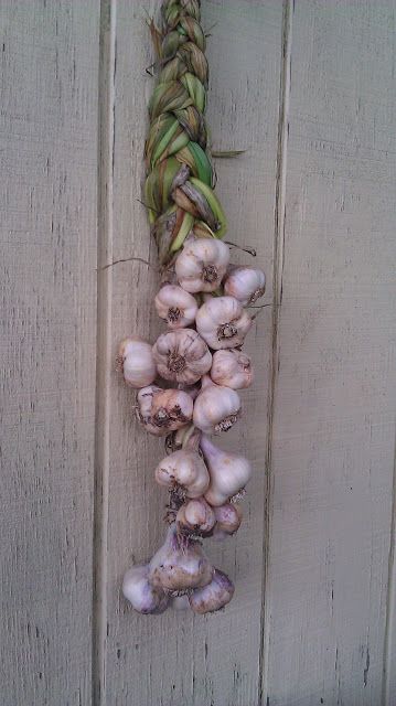 little country house: Garlic Harvest Garlic Hanging, Garlic Harvest, Allium Sativum, Cooking With Fresh Herbs, Harvesting Garlic, Gluten Free Pretzels, Garden Plots, Science Lesson, Crafty Creations