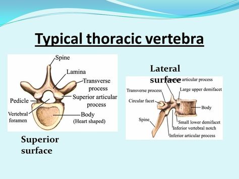 Typical Thoracic vertebra - Heart shaped body Typical Vertebra Anatomy, Vertebral Column, Thoracic Vertebrae, Radiology Technician, Human Anatomy And Physiology, Anatomy And Physiology, Radiology, Human Anatomy, Anatomy