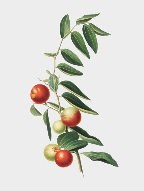 Chinese jujube from pomona italiana illu... | Free Vector #Freepik #freevector #background #vintage #tree #green Jujube Tree, Chinese Fruit, Jujube Fruit, Free Illustration Images, Drawing Examples, Baby Illustration, Fruit Illustration, Vintage Tree, Picture Illustration