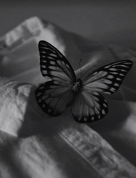 Dark Butterfly Aesthetic, Art Highschool, Pics For Instagram, Dark Butterfly, Butterfly Beautiful, Black And White Aesthetic, Butterfly Wallpaper, White Aesthetic, A Butterfly