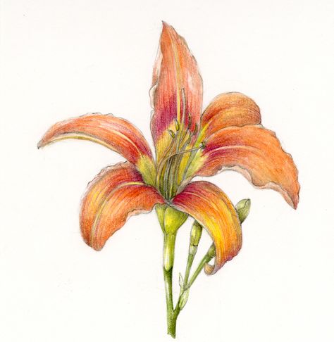 We had a great time making this time-lapse video of my drawing of a daylily! Check it out and use it as a guide while you draw any lily-shaped flower this summer. Day Lilies Drawing, Daylily Drawing, Daylillies Drawing, Drawn Lilies, Lily Vintage Illustration, Orange Daylily, Illustration Courses, Illustration Techniques, Botanical Painting