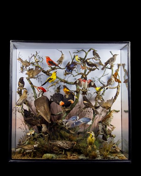 Taxidermy Aesthetic, North American Birds, American Birds, Jungle Birds, Art And Craft Materials, Night At The Museum, Glass Cabinets Display, Creature Feature, Nature Center