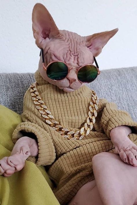 Hairless Cat Outfits, Sphynx Cat With Sweater, Hairless Cats In Clothes, Sphinx Cat Clothes, Sphinx Cat In Sweater, Sphynx Cat In Sweater, Hairless Cat Clothes, Hairless Cat Wallpaper, Hairless Cats In Sweaters