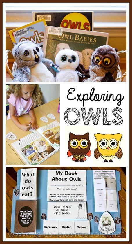 This FREE Owl Unit Study and Lapbook is a fun, hand on way to learn about Owls. This includes printables, lapbook instructions and printables and lesson ide Owl Lapbook, Owl Unit Study, All About Owls Kindergarten, Owl Moon Activities First Grade, Owl At Home Book Activities, Frog Unit Study, Owl Preschool, Study Pack, Owl Activities