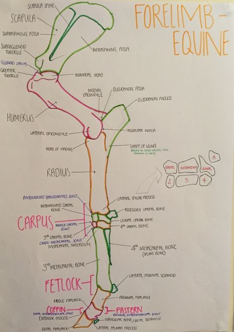 Get Me Into Vet School — soimadeittovetschool: Equine Forelimb Vet Tech Drawing, Equine Vet Assistant, Equine Vet Notes, Vet Student Aesthetic Notes, Equine Vet Aesthetic, Vet Med Tattoo, Vet Tech Tattoo, Equine Vet Tech, Veterinarian Student