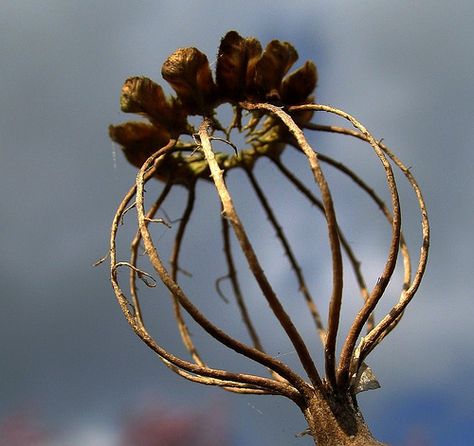 Skeletal poppy head Poppies Poem, Poppyseed Chicken, Poppy Head, Poppy Seed Pods, Poppies Flower, Poppy Pods, Poppy Drawing, Poppies Tattoo, Fireplace Ideas