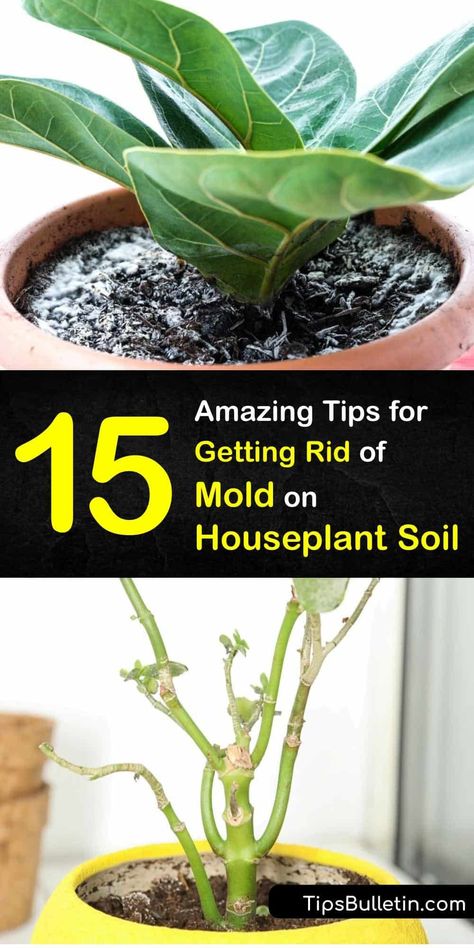 Cinnamon For House Plants, Homemade Plant Food For Indoor Plants, Indoor Plant Drainage Ideas, Best Soil For Indoor Plants, Indoor Plant Soil Recipe, Fertilizer For Water Plants, How To Get Rid Of White Mold On Plants, Houseplant Soil Recipe, Baking Soda For Plants