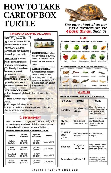 How To Take Care Of Box Turtles Box Turtle Food, Pet Turtle Care, Box Turtle Habitat, Watermelon Turtle, Turtle Tank Setup, Turtle Enclosure, Turtle Terrarium, Box Turtles, Eastern Box Turtle