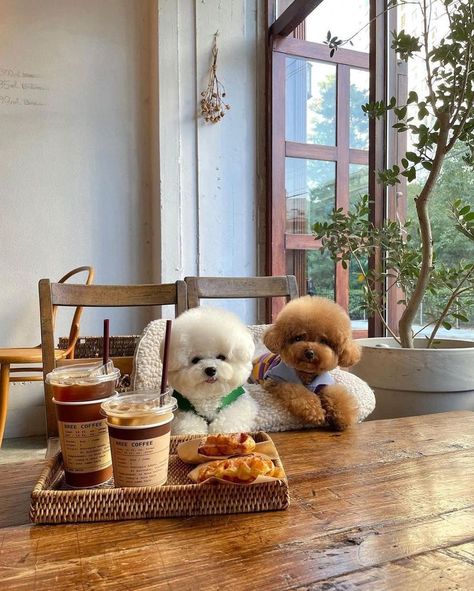 Always take time for a coffee. Really Cute Puppies, Super Cute Puppies, Very Cute Dogs, Cute Little Puppies, Fluffy Dogs, Kittens And Puppies, Fluffy Animals, Little Puppies, Funny Cute Cats