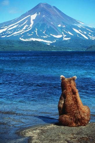 Why *did* the #bear go over the #mountain? Bear Spirit, Surviving In The Wild, Spirit Guide, Love Bear, Bear Hug, Bear Cubs, Big Bear, Work Today, Beautiful View