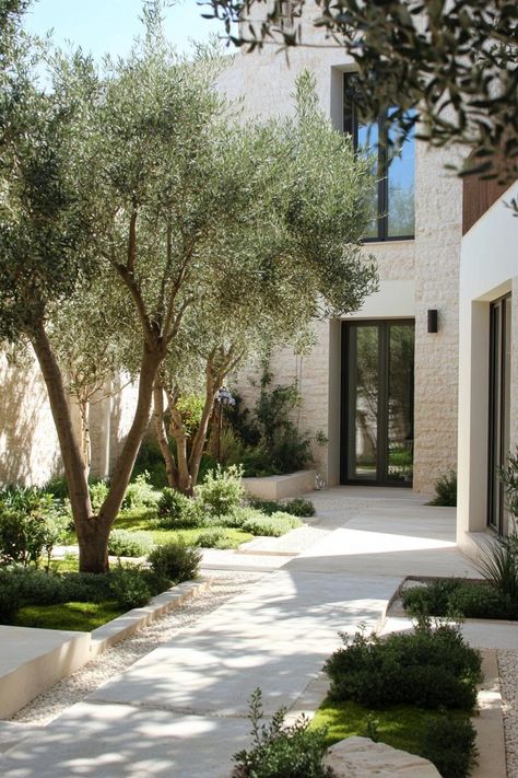 Mediterranean Garden With Pool, Olive Tree In Courtyard, Contemporary Mediterranean Garden, Olive Trees Front Garden, Mediterranean Modern Garden, Meditterean Garden Backyards, Modern Mediterranean Landscape Design, Modern Spanish Courtyard, Modern Mediterranean Landscape