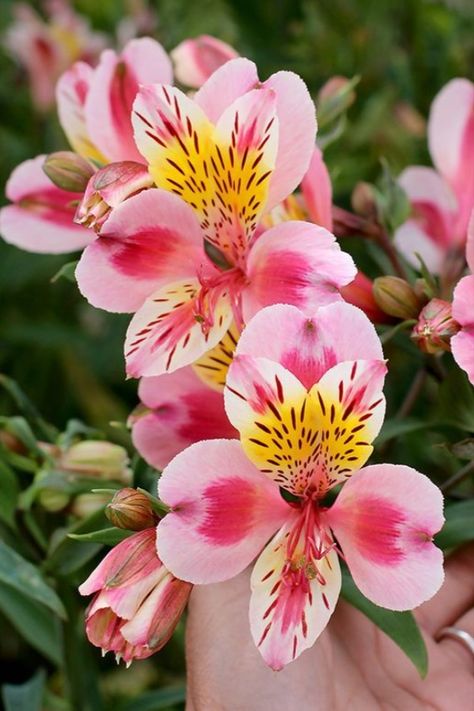 Alstroemeria - 
Lily-of-the-Incas - 
Availability: Year Round - 
Color: Many Peruvian Flowers, Alstroemeria Flower, Peruvian Lily, Hd Flowers, Peruvian Lilies, Wafer Paper Flowers, Plants Are Friends, Gum Paste Flowers, Floral Photography