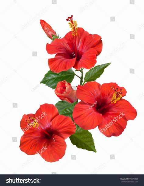 Hibiscus Bud, Kali Painting, Hibiscus Flower Tattoos, Red Hibiscus Flower, Ma Tattoo, Birthday Wishes With Name, Hibiscus Tattoo, Beach Art Painting, Access Bars