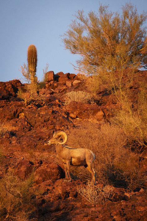 Wandering into a Bighorn Ram - I like to wander. In fact, I think wandering is one of my favourite things to do! Sometimes I am keeping my eye out for something specific – and other times I try to keep an open mind and see what nature has in store for me. http://annemckinnell.com/2015/02/09/wandering-bighorn-ram/ #photo #travel #arizona #wildlife Arizona Wildlife, Bighorn Ram, Wildlife Images, Keep An Open Mind, Sheep Skull, Travel Arizona, Bighorn Sheep, Wooly Mammoth, Sea To Shining Sea