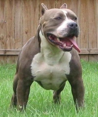 You can't judge a pitbull not even this one they are trained to be like that! Aggressive Dog Breeds, Staffordshire Terriers, Dangerous Dogs, Bully Dog, American Pit Bull Terrier, Aggressive Dog, Pitbull Puppies, Staffordshire Bull Terrier, Bull Terrier Dog