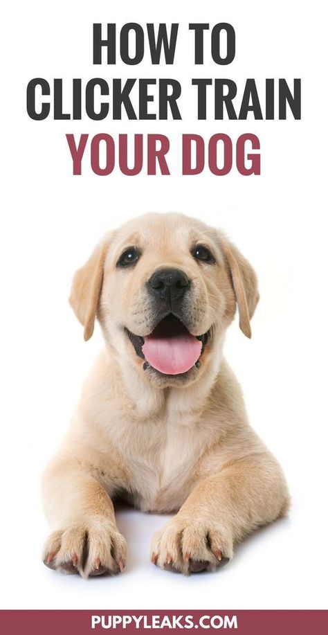 The basics of clicker training your dog. The benefits of using a clicker in dog training. Pocket Beagle, Dog Minding, Puppy House, Easiest Dogs To Train, Dog Brain, Puppy Training Tips, Dog Training Techniques, Train Your Dog, Training Your Puppy