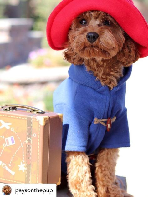 Dog costume inspiration Paddington Bear Dog Costume, Paddington Bear Costume, Bear Fancy Dress, Paddington Bear Toy, Dog Fits, Chicago Ideas, Cute Dog Halloween Costumes, Cute Dog Costumes, Accelerated Reader