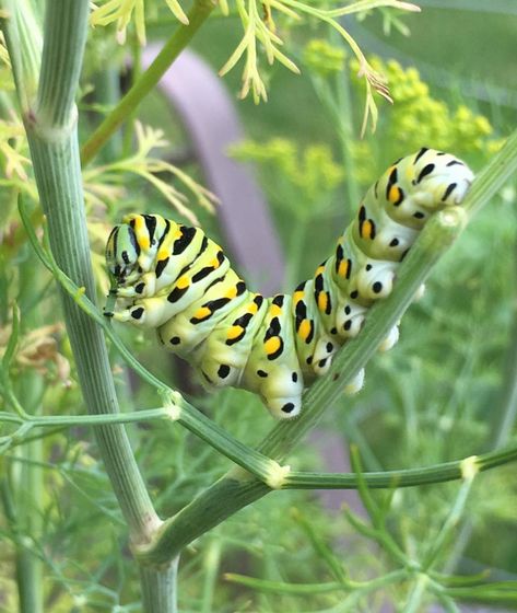 “I found this black-swallowtail caterpillar yesterday in our herb garden, feasting on some dill,” writes Kathy Beckman Cushing from Illinois. Swallowtail Caterpillar, Spongebob Meme, Black Swallowtail, Art 2023, Swallowtail Butterfly, Image Archive, Creepy Crawlies, Arthropods, Arachnids