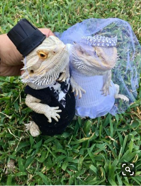 Funny Lizards, Bearded Dragon Funny, Baby Bearded Dragon, Bearded Dragon Cute, Bearded Dragon Care, Cute Lizard, Cute Reptiles, Wedding Costume, Reptiles Pet