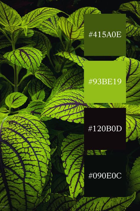 Bright green leaves with dark purple veins stand out vividly against a dark background. The intricate patterns and contrast between the green and black palette create a captivating color palette. Green And Black Palette, Black And Green Color Palette, Green And Black Color Palette, Fursona Ideas, Purple Veins, Black Palette, Green Color Palette, Black Color Palette, Aesthetic Color