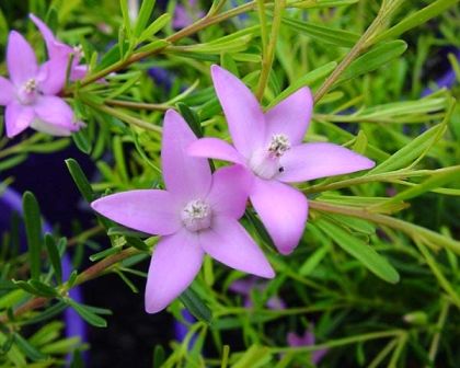 Himalayan Balsam Flower, Australian Bush Flower Essences, Sea Pink Flower, Tinospora Cordifolia Plant, Pink Petticoat Columbine Flower, Australian Native Garden, Australian Native Flowers, Australian Native Plants, Pretty Star