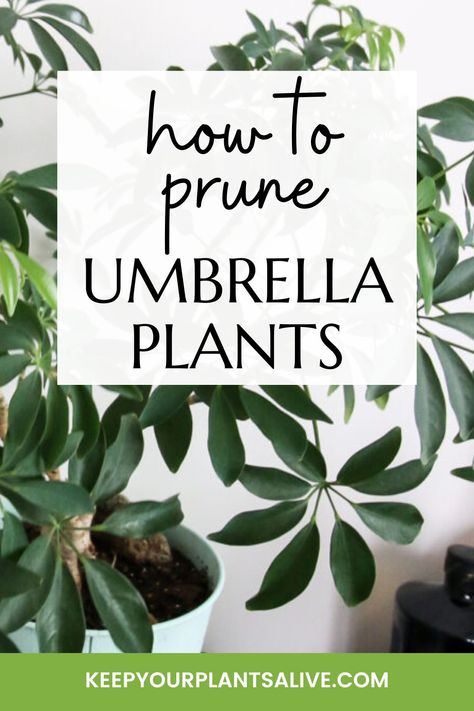 Umbrella Plant Care, Plant Presentation, Safe House Plants, Indoor Tropical Plants, Umbrella Plant, Bonsai Care, Umbrella Tree, Plant Maintenance, Bonsai Styles