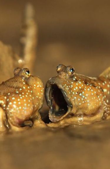 Mudskipper Fish, Mud Skipper, Book Reference, Bbc Earth, Breathtaking Photography, Cheer You Up, Ocean Creatures, Skeletal, Sealife