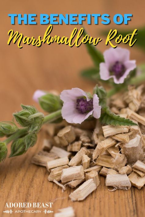 Marshmallow Root Benefits, Althaea Officinalis, Natural Pet Care, How To Make Marshmallows, Marshmallow Root, Health Smoothies, Health Eating, Medicinal Herbs, Health Conditions