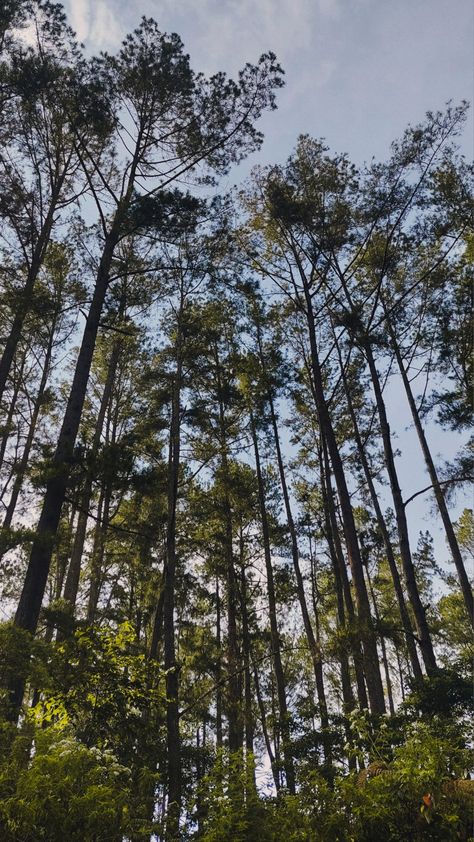 Aesthetic Forest, Hutan Indonesia, Nature, Wallpaper, Aesthetic green, gorgeous, morning Wallpaper Aesthetic Green, Aesthetic Forest, Eagle Pictures, Aesthetic Green, Green Aesthetic, Nature Wallpaper, Wallpaper Aesthetic, Dream Life, Indonesia