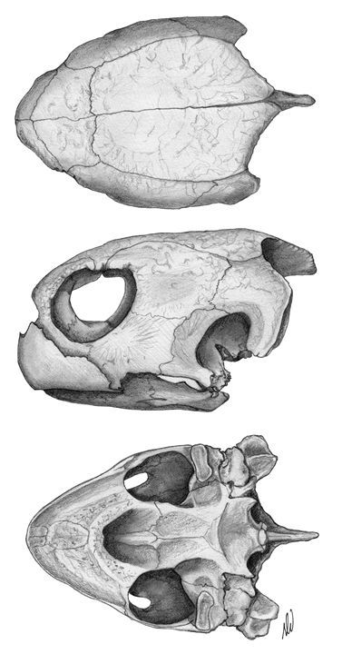 Turtle Skull - aNATomy designs Turtle Skull Drawing, Turtle Skull Tattoo, Fish Warrior, Turtle Anatomy, Animal Skull Drawing, Evil Mermaid, Turtle Skull, Alligator Snapping Turtle, Skull Anatomy