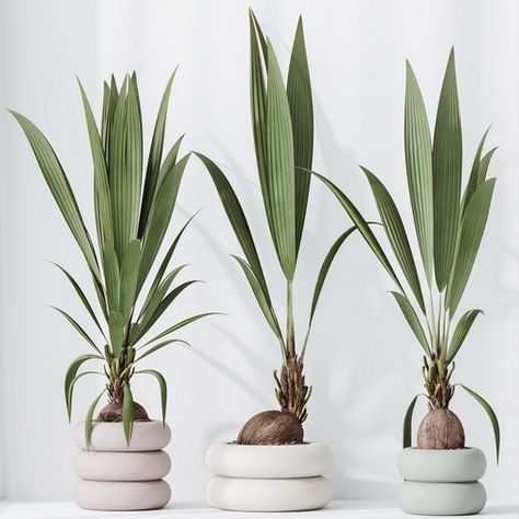 HousePlants Genus Cocos nucifera Coconut Palm Dark Green Shades, Snake Plants, Grayish Green, Material Library, Cocos Nucifera, Green Shades, Coconut Palm, Snake Plant, Organic Modern