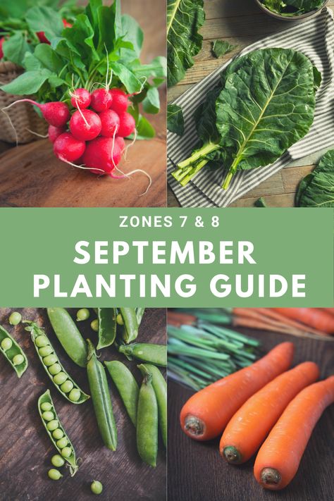 Planting in September: Zones 7 & 8 - Our Stoney Acres Summer Crops, Vegetables To Plant, Fall Crops, Modern Homestead, Growing Carrots, When To Plant Vegetables, Diy Compost, Tattoo Plant, Fall Gardening