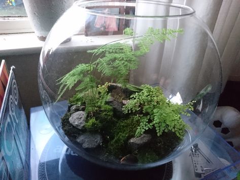 Terrarium, himalayan Maidenhair fern, Pilea moon valley, asparagus fern, various mosses and golden sunset oxalis Maidenhair Fern Terrarium, Asparagus Fern Terrarium, Plants For Terrariums, Fern Terrarium, Diy Solar Fountain, Maiden Hair, Bottle Terrarium, Open Terrariums, Small Terrarium