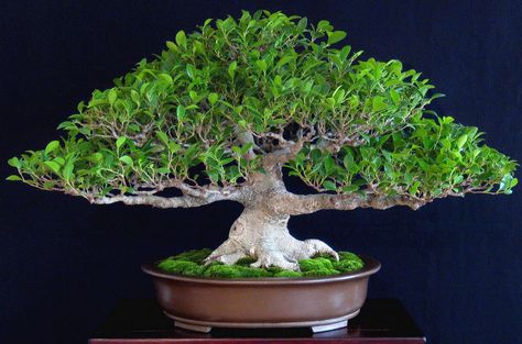 Tiger Bark Ficus Bonsai, Ficus Microcarpa Bonsai, Banyan Bonsai, Tiger Bark, Ficus Ginseng Bonsai, Ficus Bonsai Tree, Ficus Plant, Ficus Ginseng, Ficus Bonsai