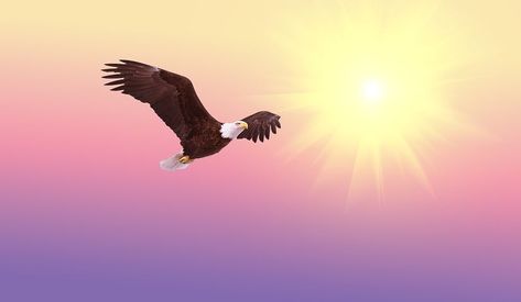 Bald Eagle Soaring Bird Raptor Flight Natu Wings Like Eagles, Eagle Bird, Angel Prayers, Prayer For The Day, Public Domain Images, Birds Of Prey, Good Morning Beautiful, Birds Flying, Free Pictures