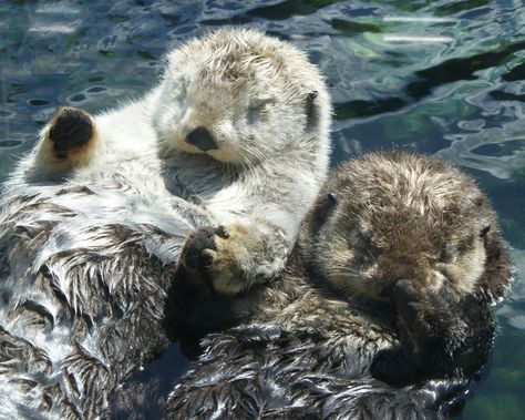 Sea Otters Holding Hands, Pointless Facts, Otter Facts, Sleeping Otters, Otter Tattoo, Otters Holding Hands, Vancouver Aquarium, Otters Cute, Otter Love