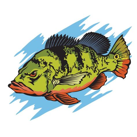 Peacock bass vector illustration logo design, perfect for fishing club, tournament logo and t shirt design Peacock Bass Fish Art, Tournament Logo, Fishing Logo, Peacock Bass, Illustration Logo Design, Tufting Ideas, Fresh Water Fish Tank, Bass Fish, Fish Logo