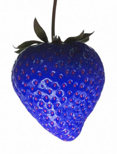 blue strawberry! Blue Strawberry, Purple, Glass, Blue, White