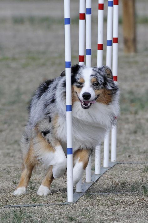 Australian Shepherd - running the weave poles on the agility course Dog Training Agility, Australian Shepherd Working, Australian Shepherd Training, Australian Shepherd Agility, Agility Training For Dogs, Aussie Shepherd, American Shepherd, Aussie Puppies, Australian Shepherd Puppies