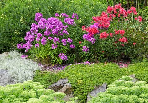 Phlox Garden Ideas Flower Beds, Phlox Landscaping, Flower Landscaping, Phlox Plant, Phlox Flowers, Phlox Paniculata, Hill Garden, Creeping Phlox, Indoor Flowering Plants