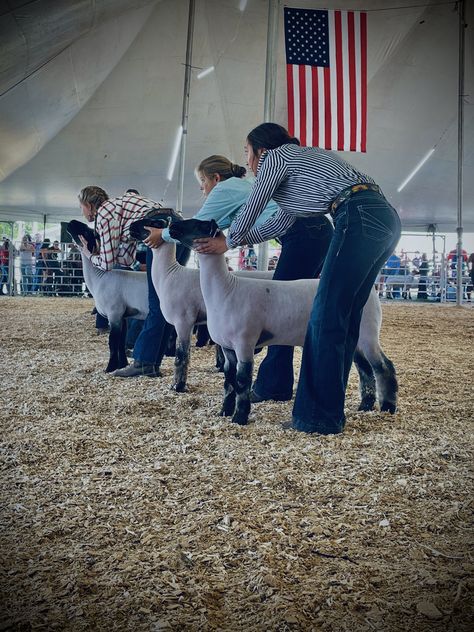 Sheep Showmanship, Ffa Lamb, Sheep Showing, Fair Fits, Show Sheep, Livestock Showing, Sheep House, Show Cows, Show Goats